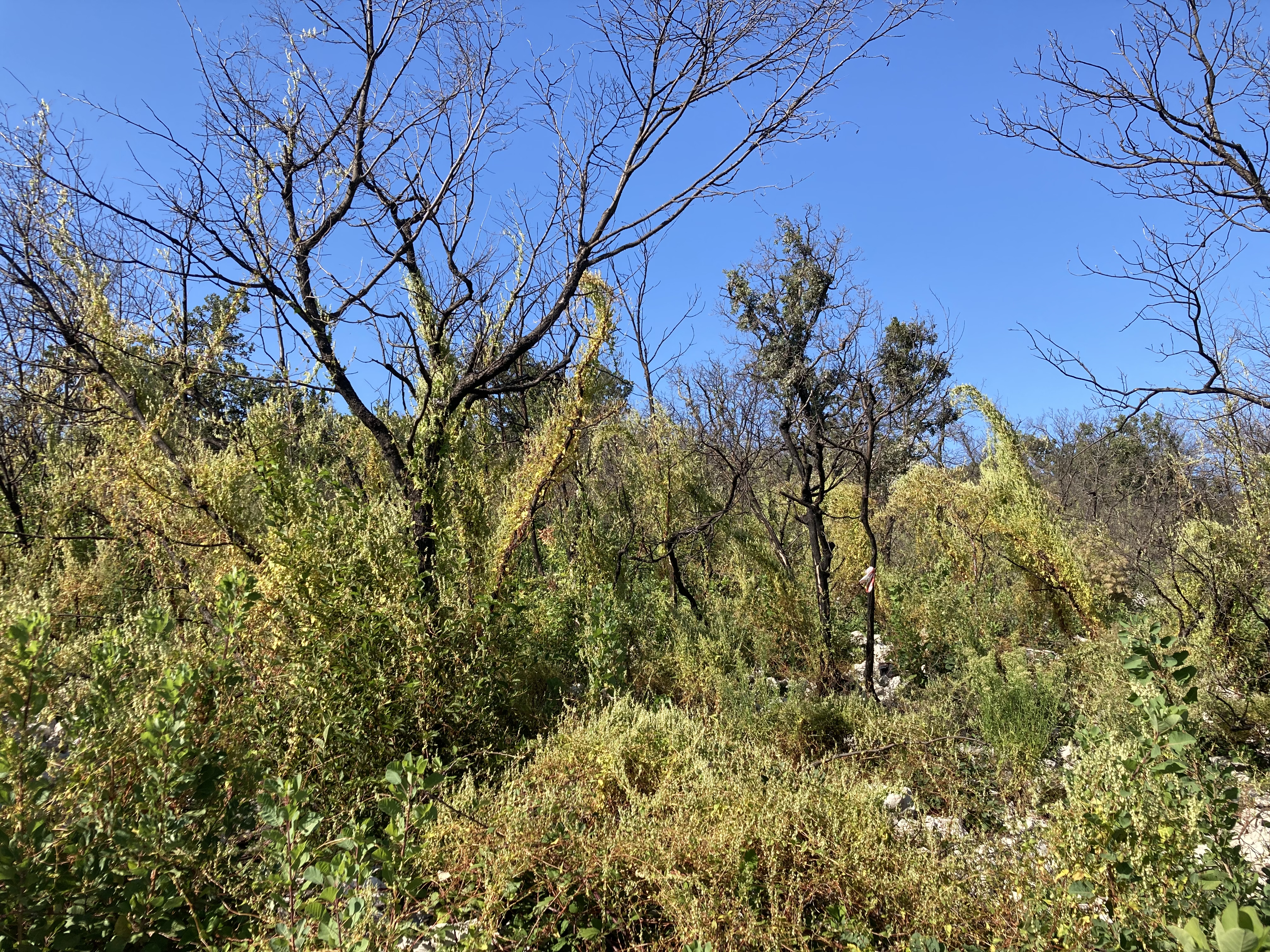 Slika 3: Pogorela in že spet zaraščena družinska parcela
            gospoda F. L. v Jamljah v Občini Doberdob